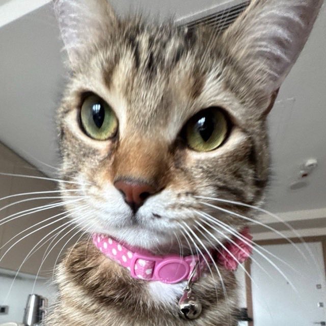 Kali, my cat